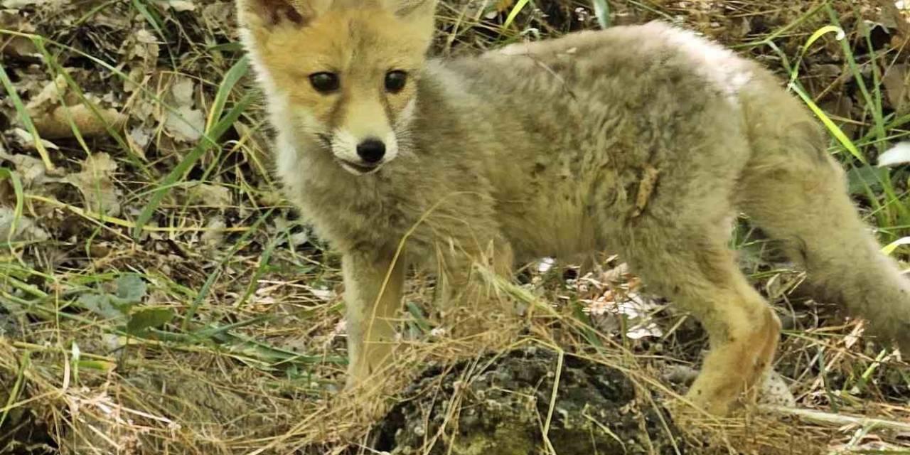 Tilki, Bakımını Yapan Doğa Koruma Görevlilerinden Ayrılmak İstemedi