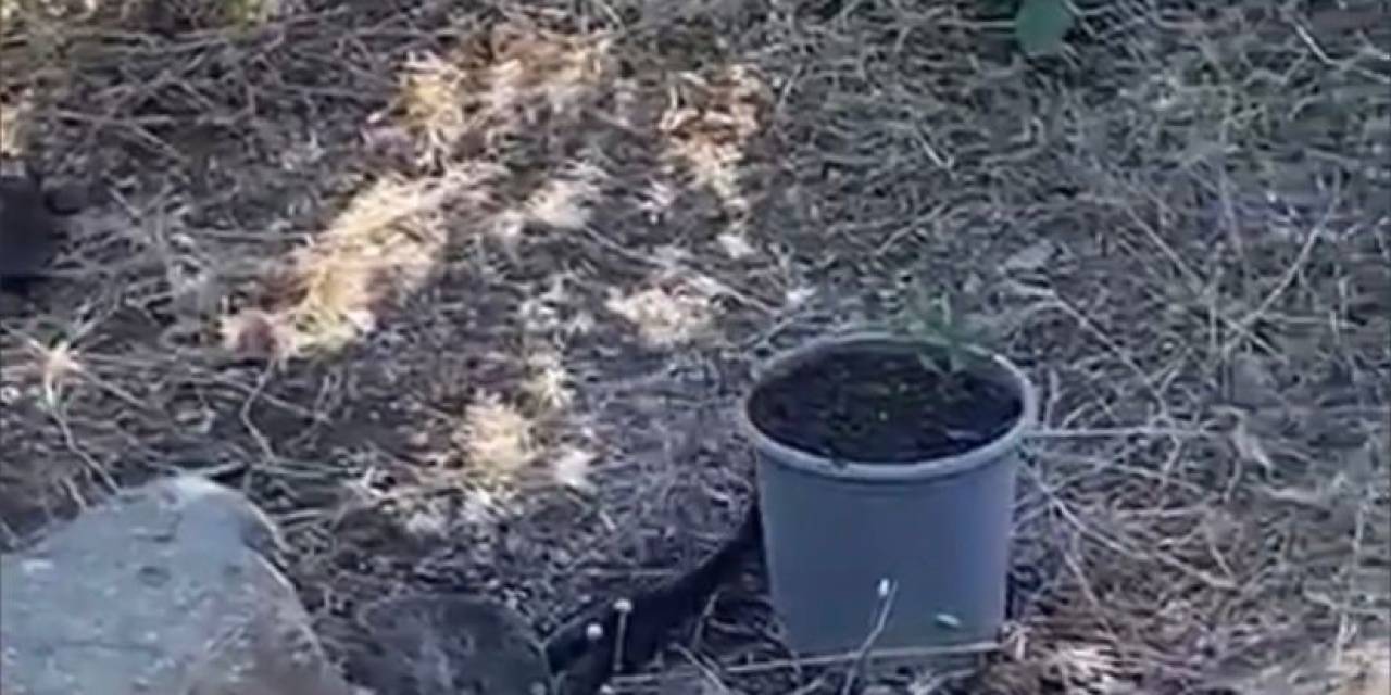 Elazığ’da Yılanlar Bir Evi Mesken Tuttu