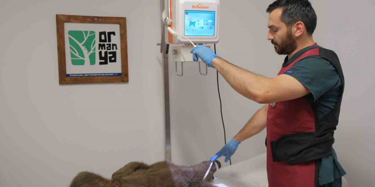 Yaralı Yavru Ayı İçin Seferber Oldular