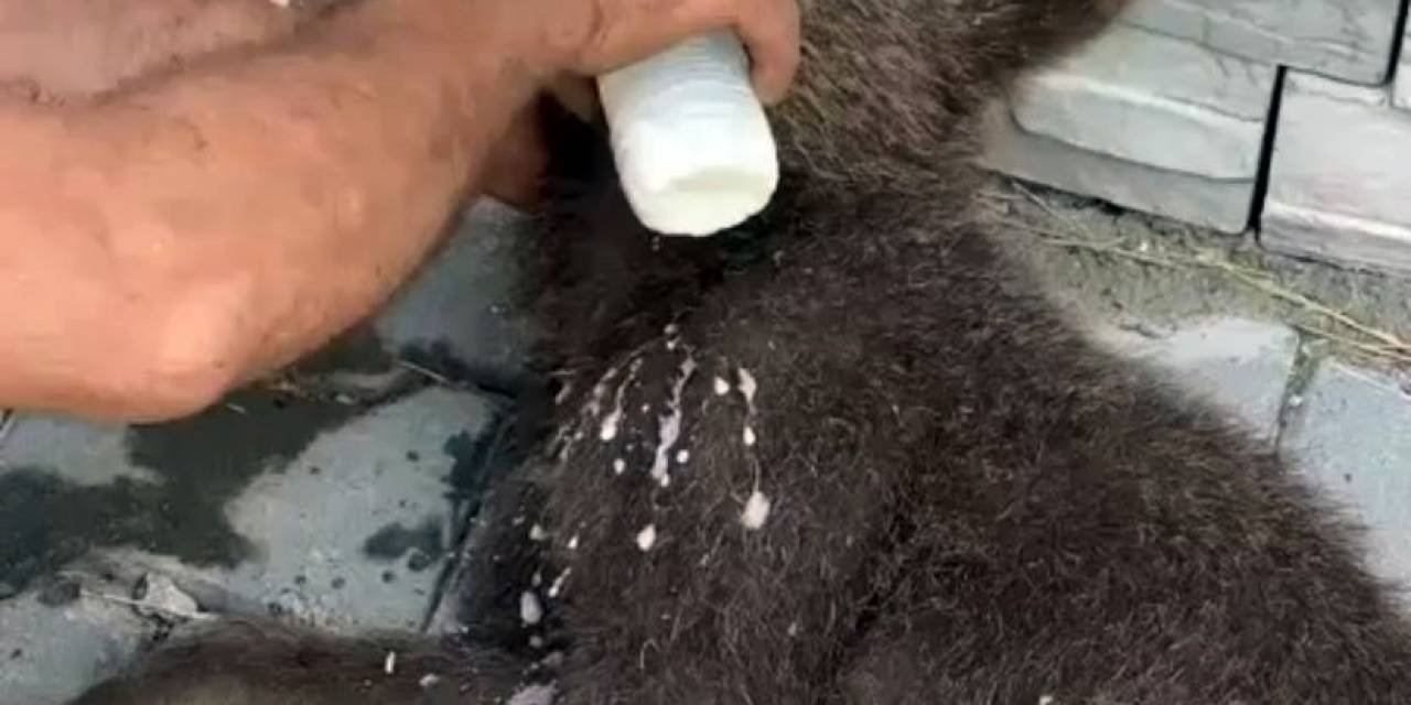 Bitkin Halde Buldukları Yavru Ayıyı Biberonla Beslediler