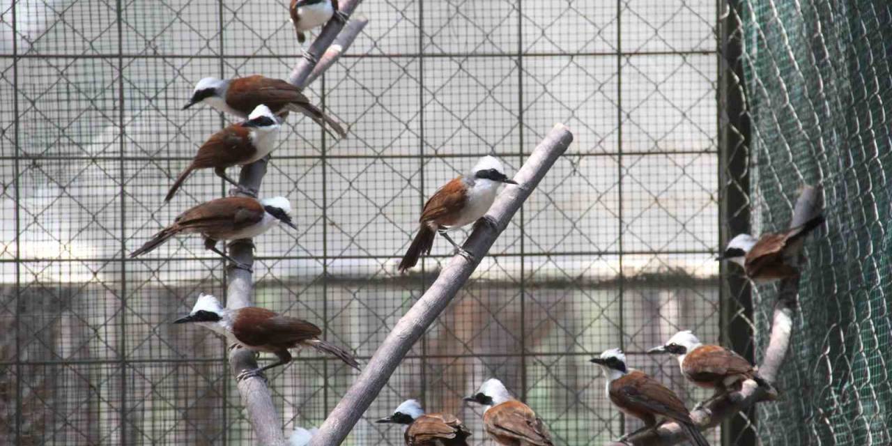 2 Milyonluk Yediemin Kuşları