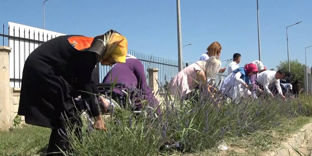 Müdür Gün: "muş’ta 5 Adet Lavanta Bahçesi Kuracağız"