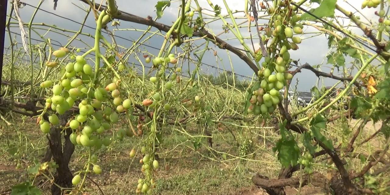Manisa’yı Dolu Vurdu, Tarım Arazileri Zarar Gördü