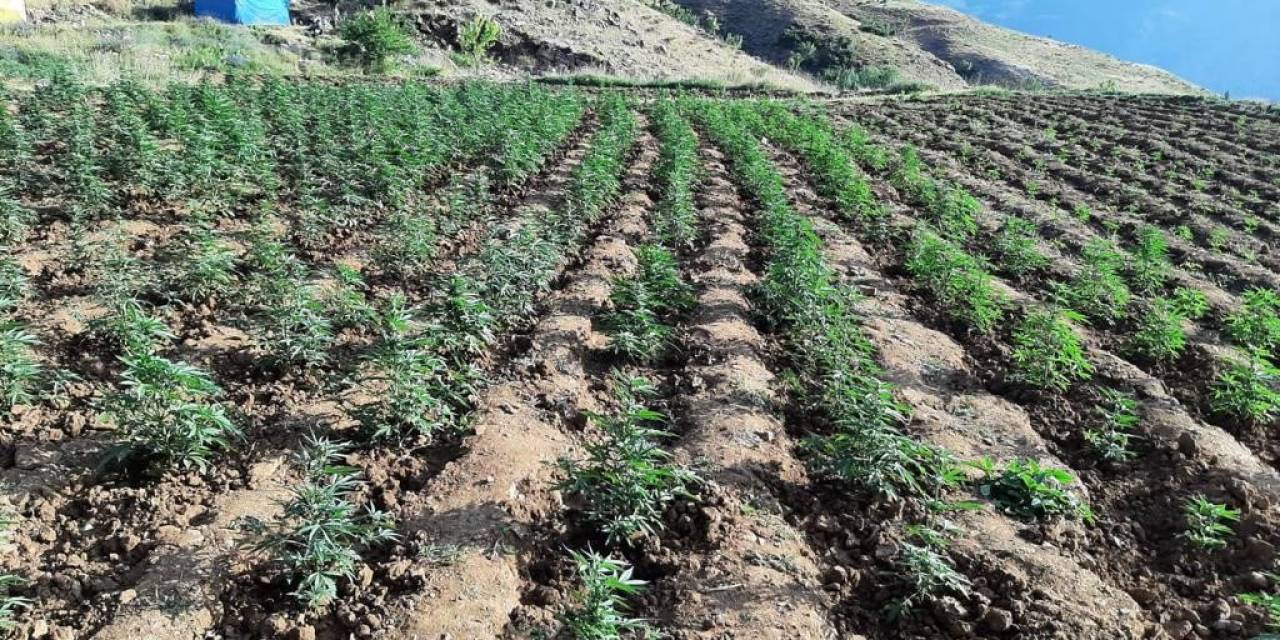 Bingöl’de 12 Tarlada Uyuşturucu Operasyonu
