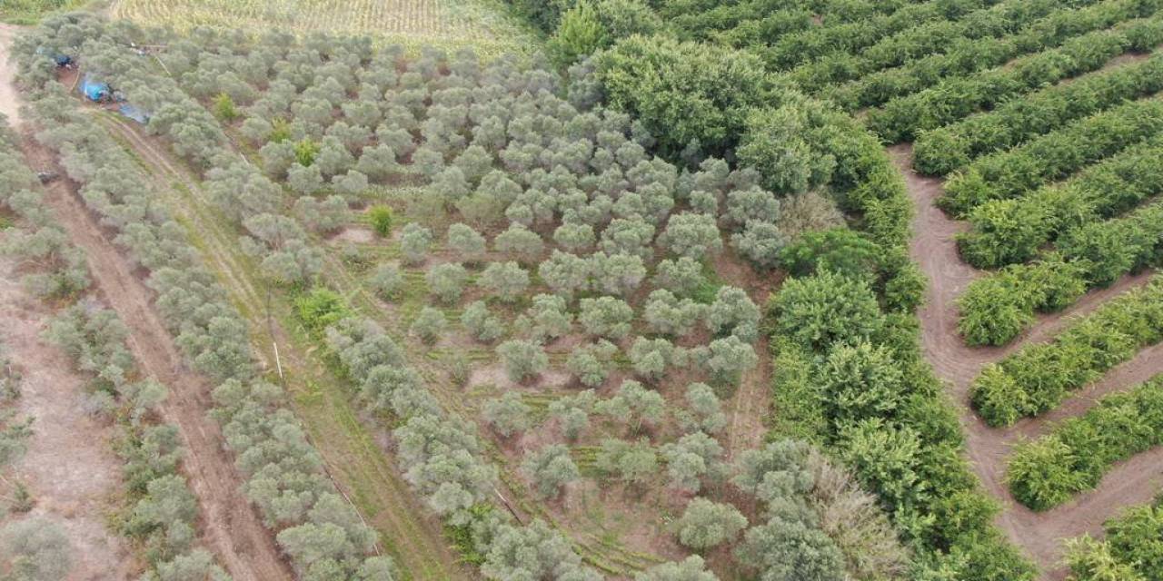 Adana’da 2 Bin Kök Kenevir Bitkisi Ele Geçirildi