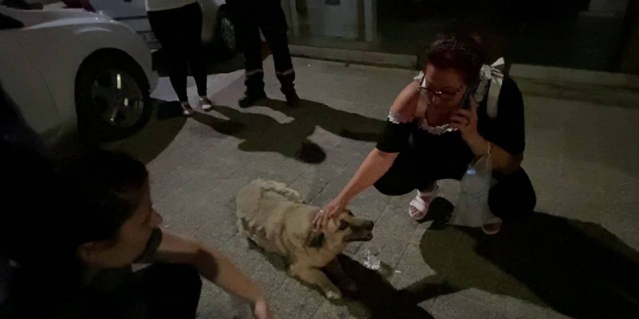 Mahallenin Sevilen Köpeği Psikopat’a Araba Çarptı