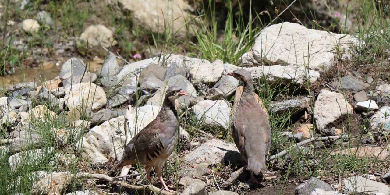 Oltu’da Doğaya 600 Kınalı Keklik Saldılar