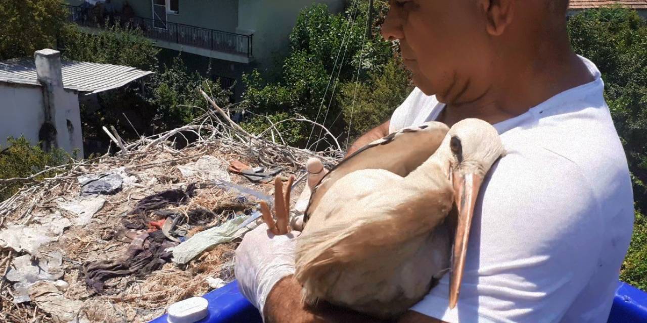 Yuvada Ayağına İp Dolanan Leyleği Vatandaşların Dikkati Kurtardı