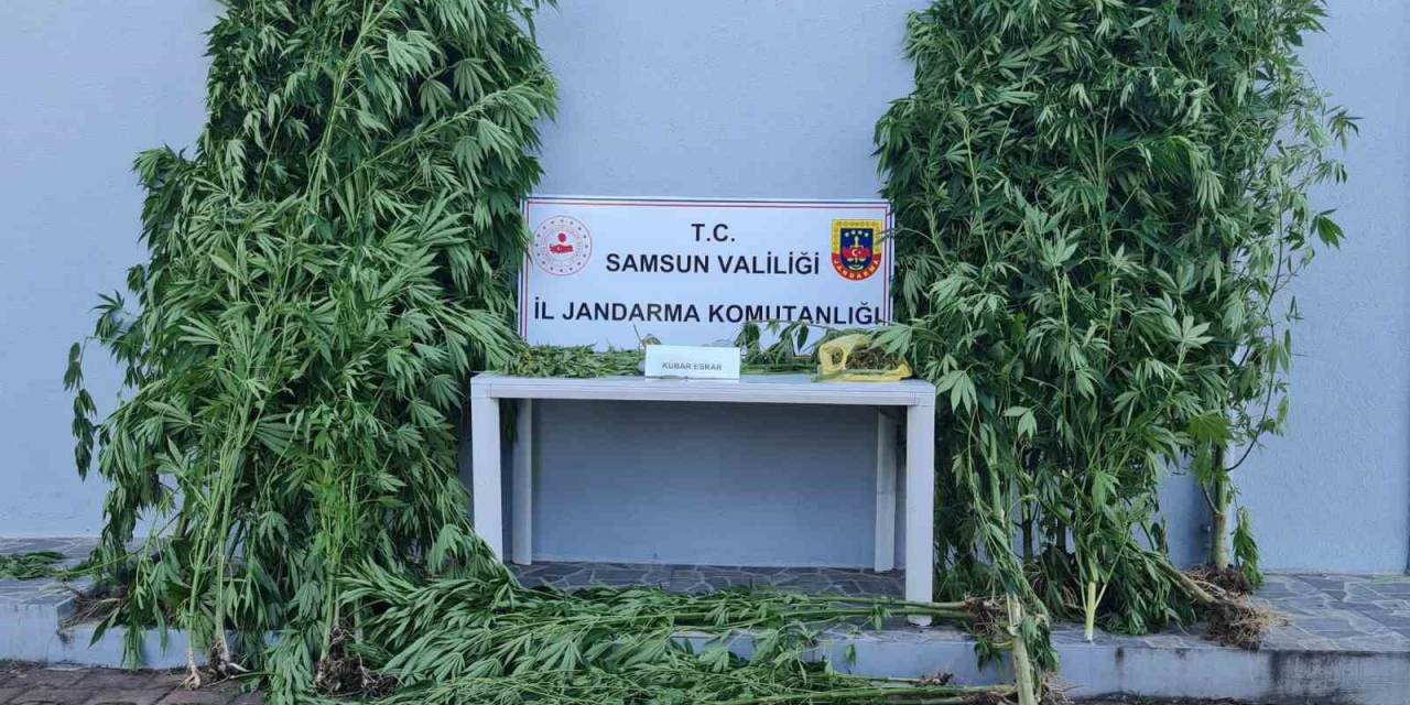 Kenevir Baskını: 39 Kök Kenevir Ele Geçirildi