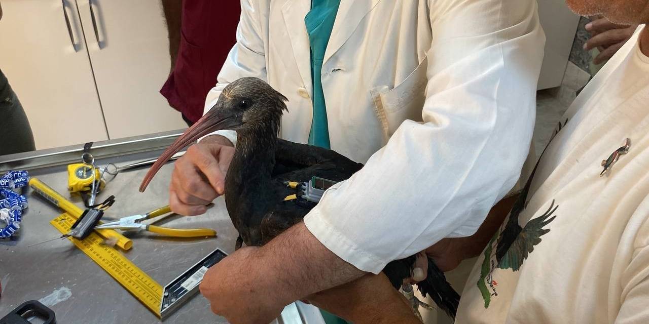 Gprs Cihazı Takılan Kelaynak Kuşları Göç Yolculuğuna Başladı