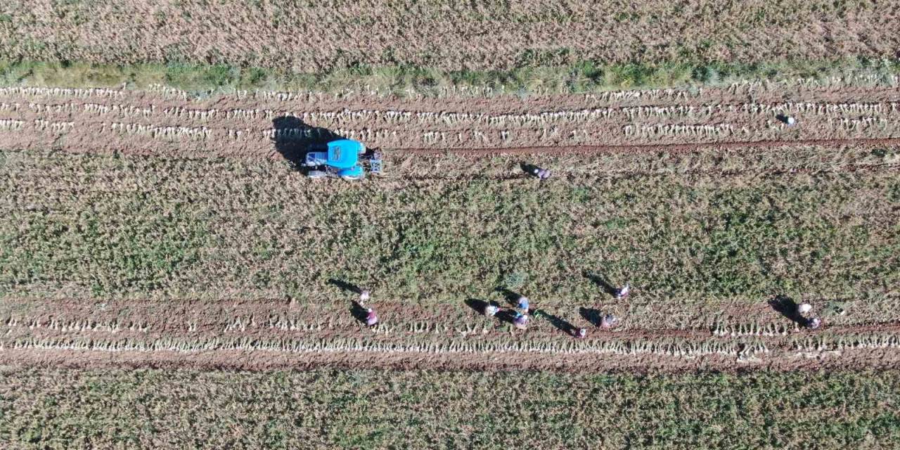 Hasat Başladı: Taşköprü Sarımsağında 25 Bin Tonluk Rekolte Bekleniyor