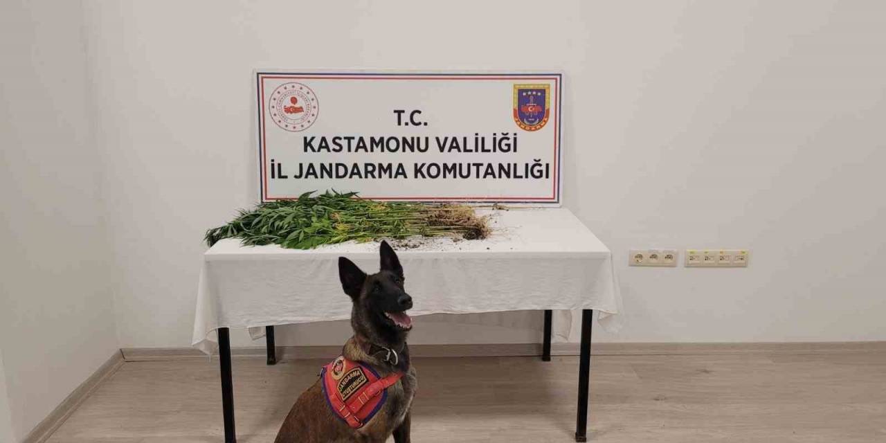 Kastamonu’da Uyuşturucu Operasyonu: 3 Gözaltı