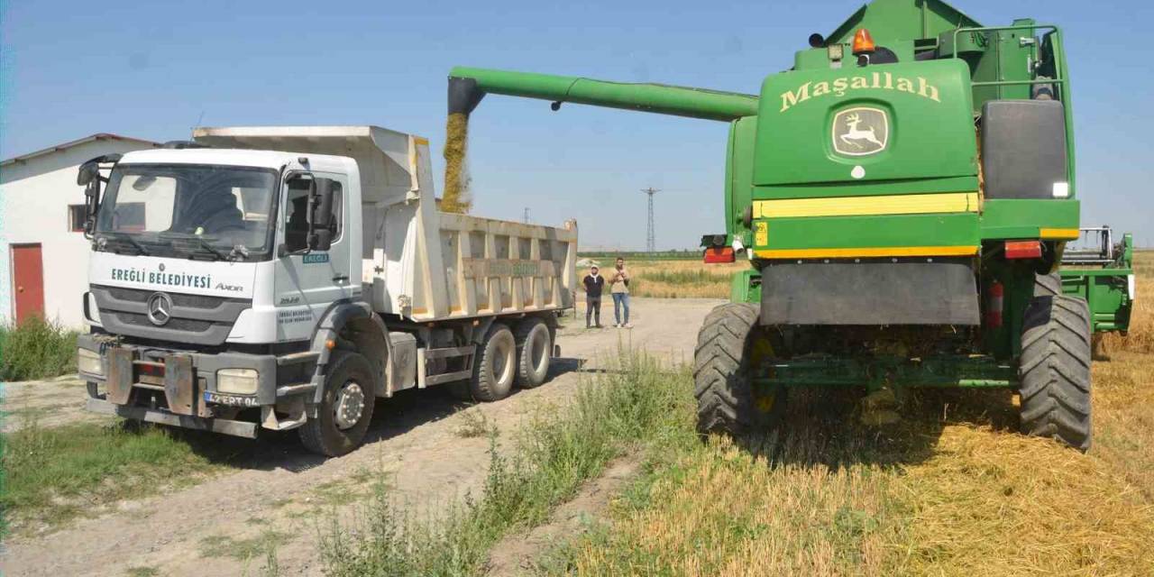 Adabağ’da Yılın İlk Organik Tarım Hasadı Başladı
