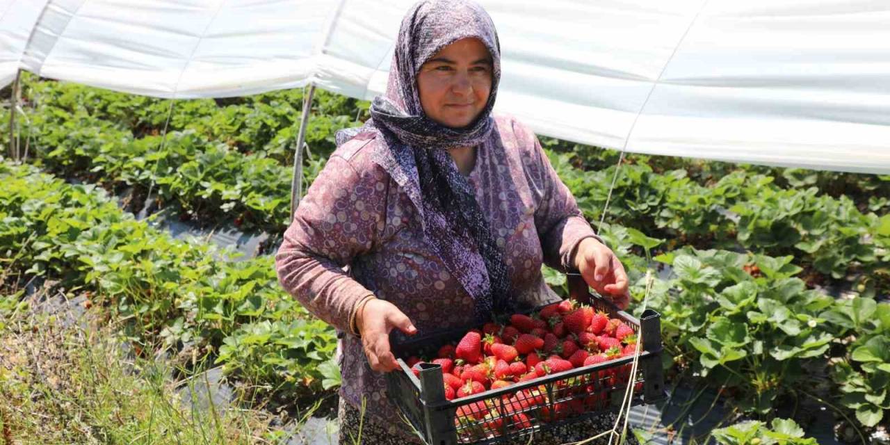 Köyceğiz Yaylasından Zincir Market Raflarına