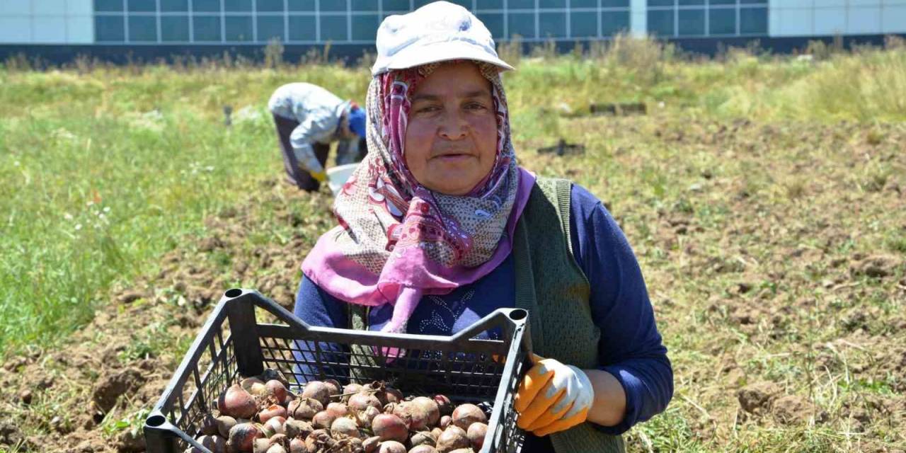 Osmanlı Döneminde Lale Soğanı Üretim Merkezi Olan Ladik’te Yumru Hasadı