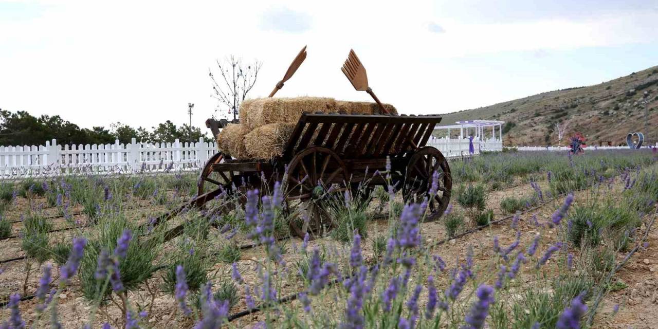 Meram Lavanta Bahçesi Açıldı