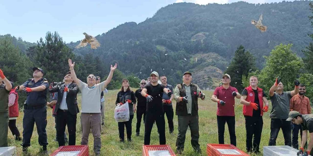 Yüzlerce Keklik Doğaya Salındı