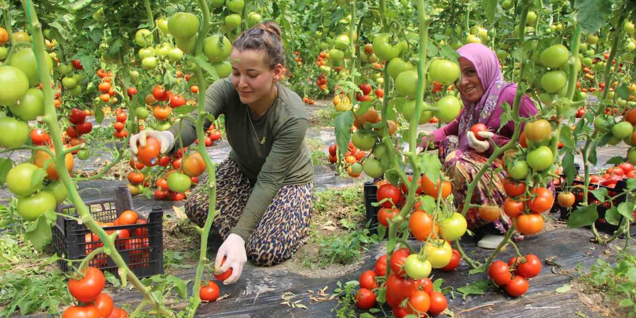 Amasya’da Domates Hasadı Başladı: “domates Bizim İşimiz”