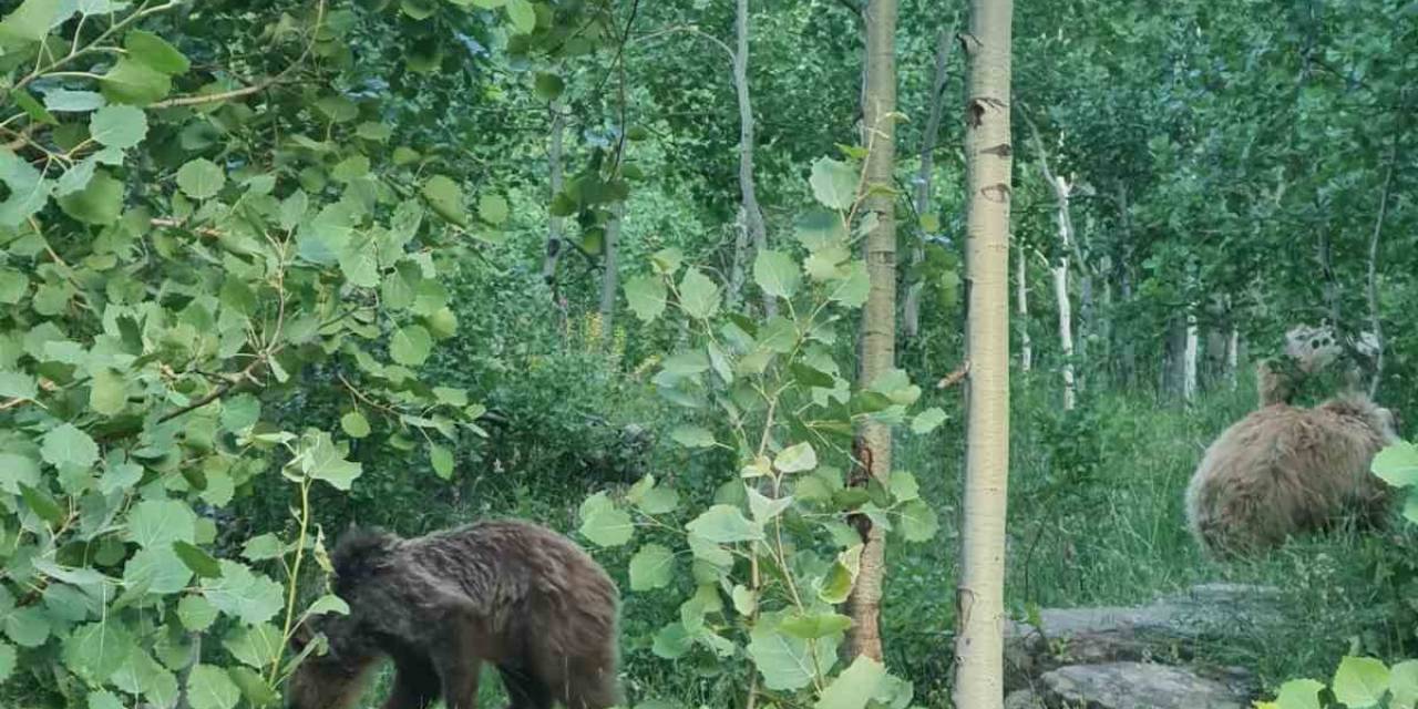 Nemrut’un Boz Ayıları Sürü Halinde Görüntülendi
