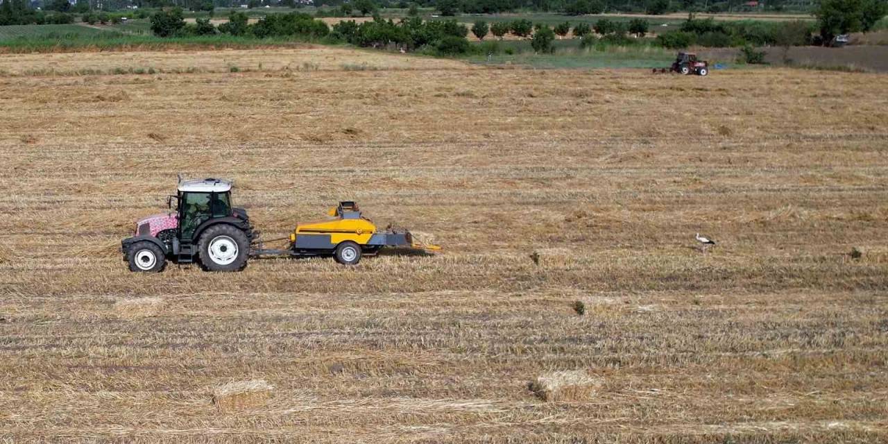 Sındırgı’nın Simgesi Sağdıç Leylek Ekin Tarlasında Görüntülendi