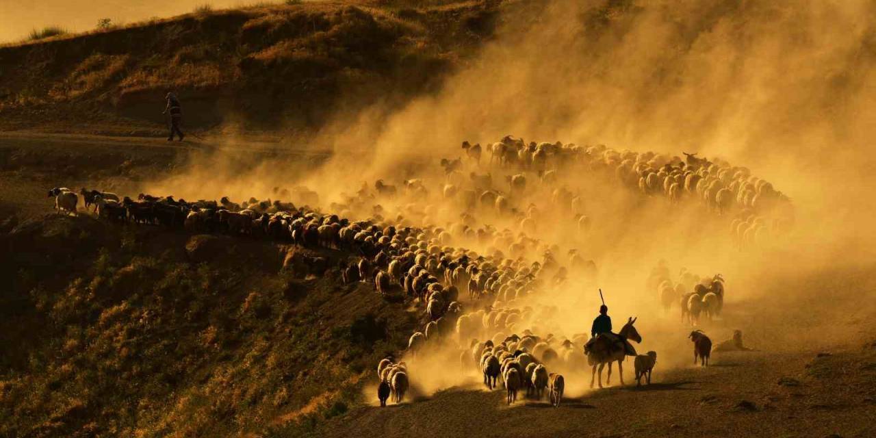 Sürülerin Tozlu Ve Zorlu Yolculuğu