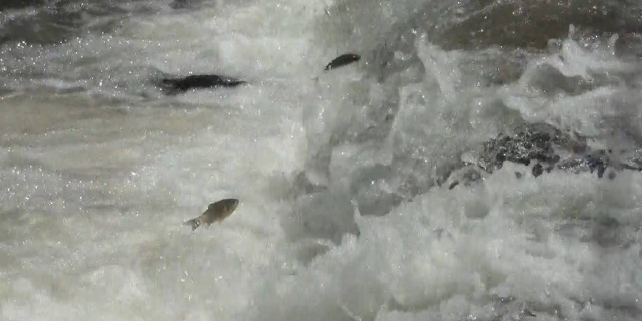 Kars’ta Balıkların Ölüm Göçü Sürüyor