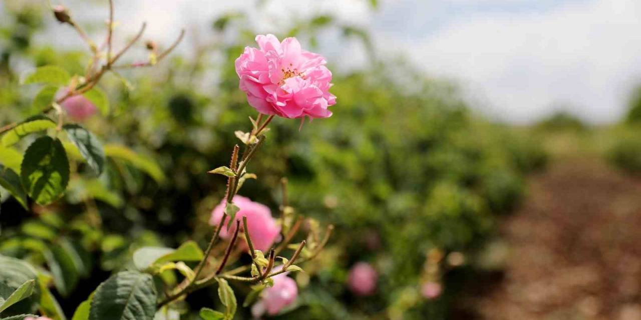 Gül Üreticilerinin Çilesi Bitecek, Kazançları Artacak