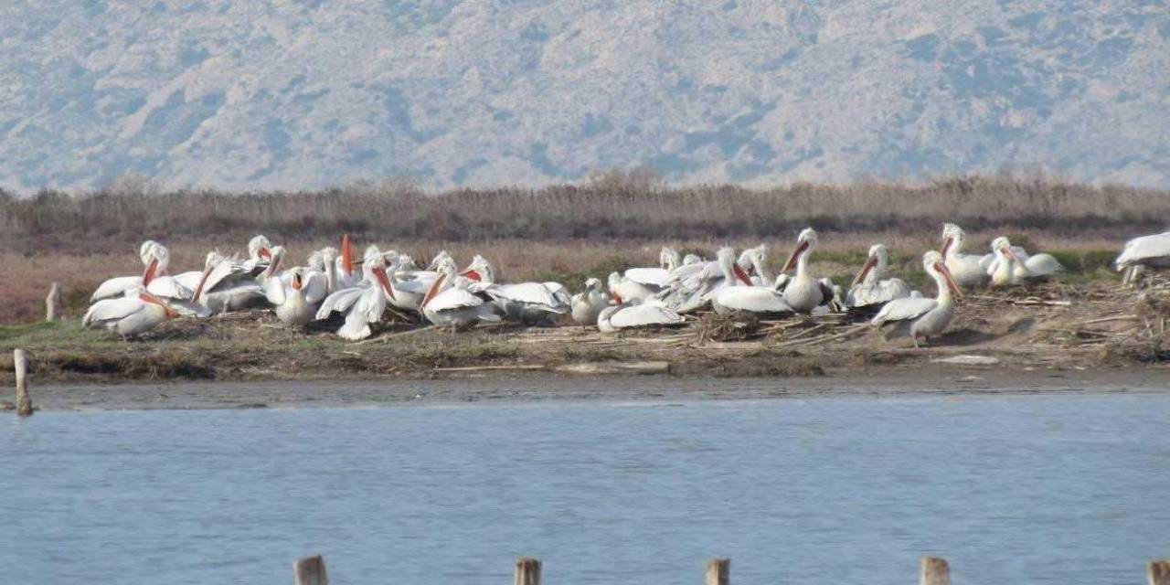 Ahşap Üreme Platformlarıyla Karina Dalyanı’nda Yeni Bir Rekor