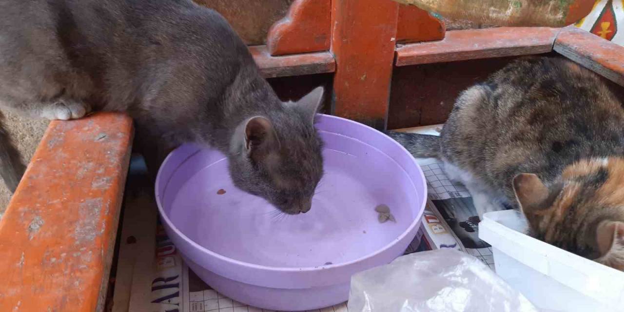 Kavurucu Sıcaklar, Sokak Hayvanlarını Da Olumsuz Etkiliyor