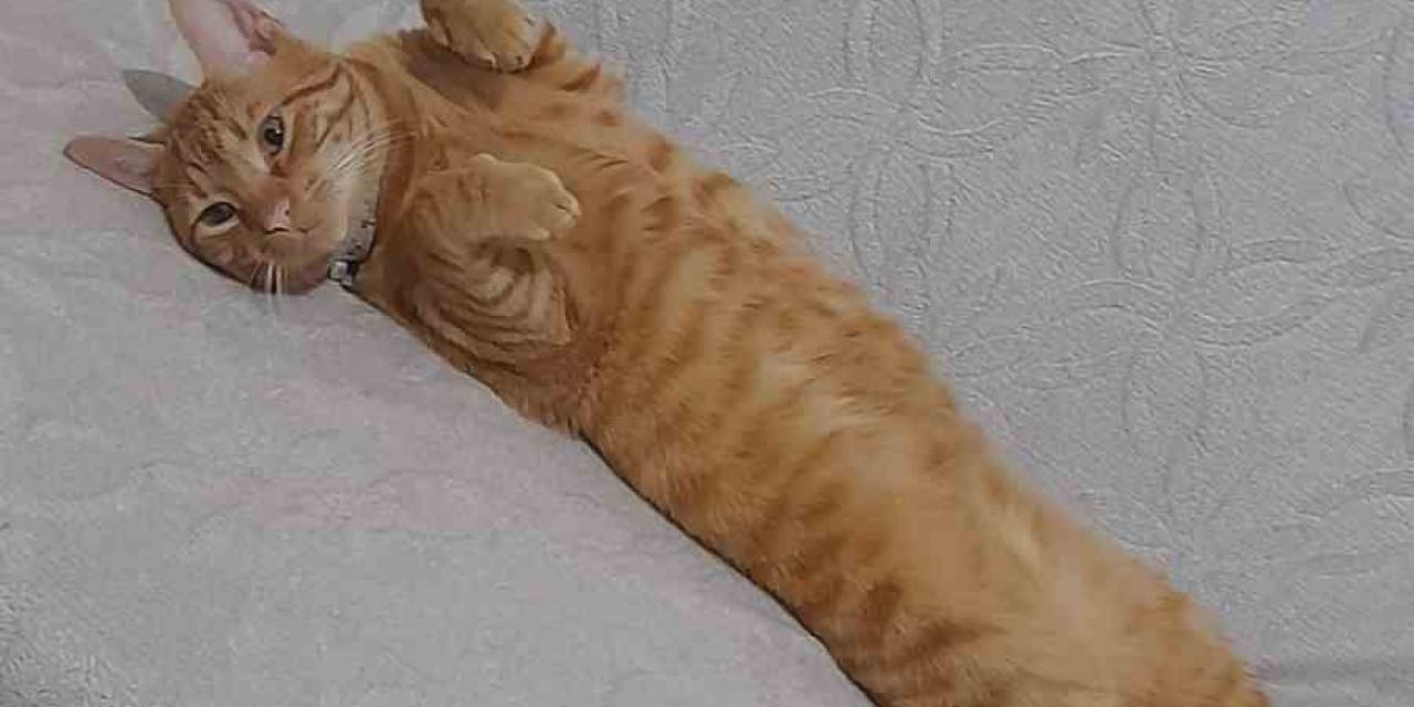 Kayıp Kedisini Bulana Para Ödülü Verecek