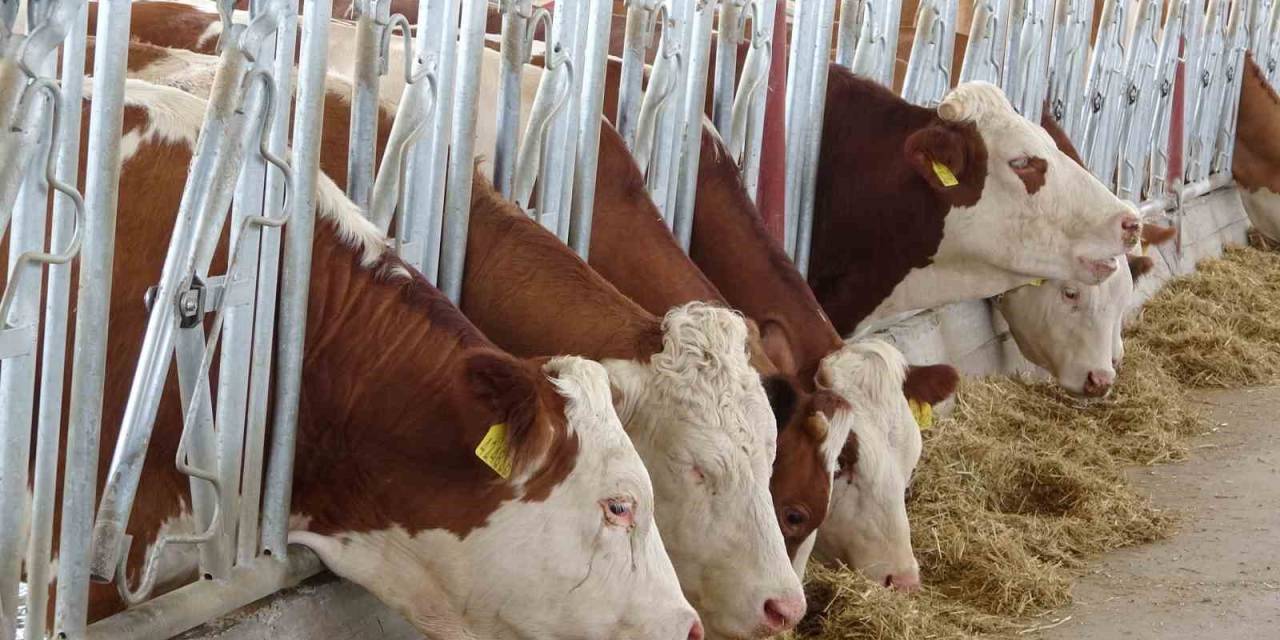 Siirt’te Devlet Desteğiyle Kurulan Çiftlikte Günde 4 Ton Süt Üretilecek