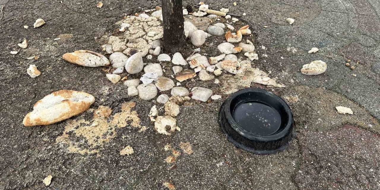 Sokak Hayvanlarını Besleme Yöntemi ‘pes’ Dedirtti