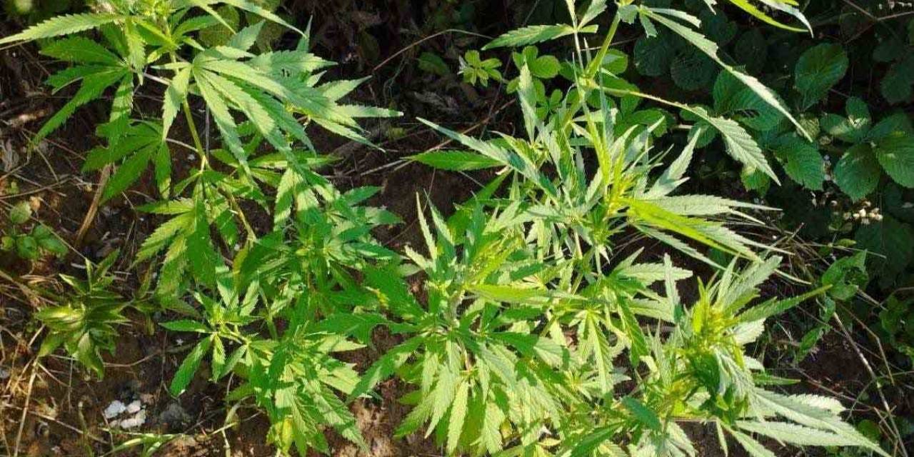 Tekirdağ’da Zehir Tacirlerine Darbe: 7 Zanlı Gözaltına Alındı