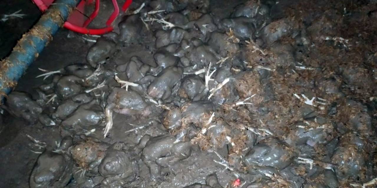 Yağış O İlçeyi De Vurdu: Tavuk Çiftliğini Su Bastı 20 Bine Yakın Civciv Telef Oldu