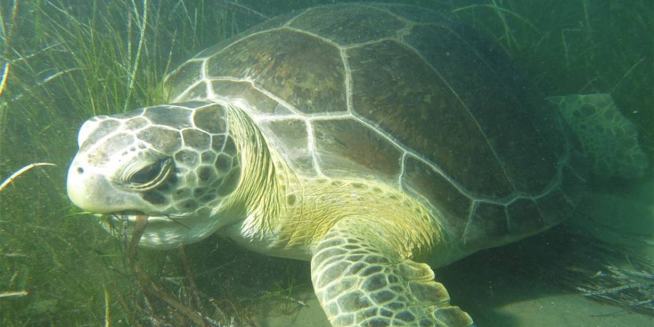 Endemik Deniz Çayırları Ve Deniz Kaplumbağaları İnsan Tehdidi Altında