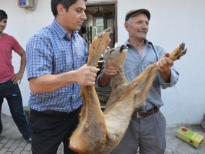 Yaralı Karaca Şehre İndi