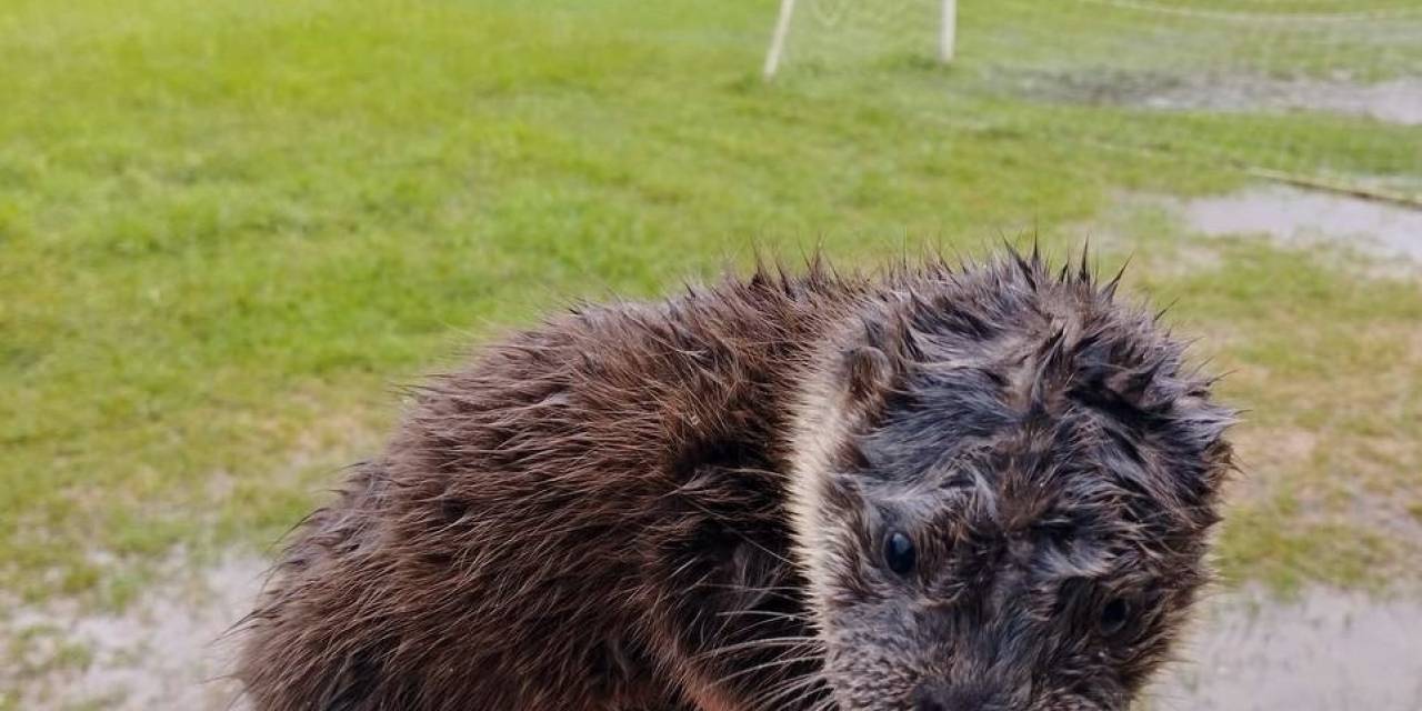Nesli Tükenmekte Olan Hayvanı Derede Buldular