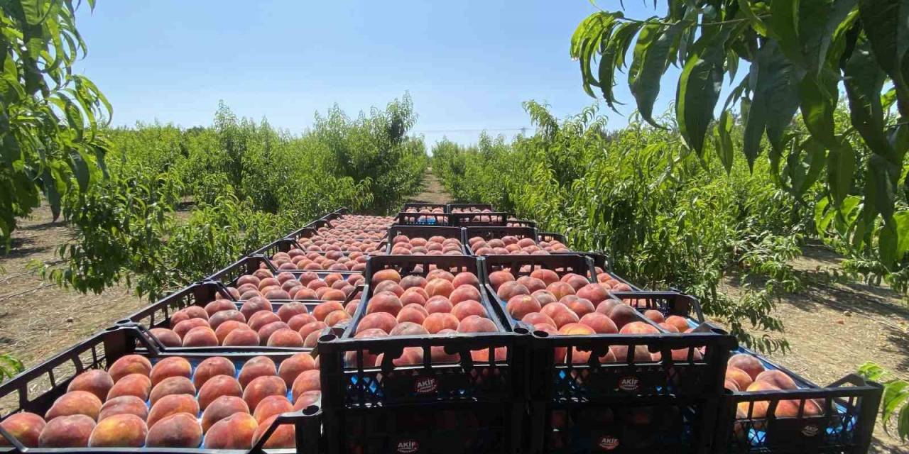 Coğrafi İşaret Tescilli Lapseki Şeftalisi Rusya Pazarında