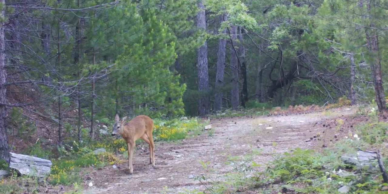 Kaz Dağları’nın Sevimli Ev Sahipleri Fotokapanlar Tarafından Görüntülendi