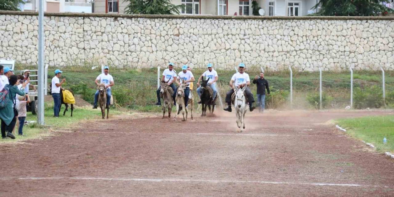 Eşekler Birinci Olmak İçin Yarıştı