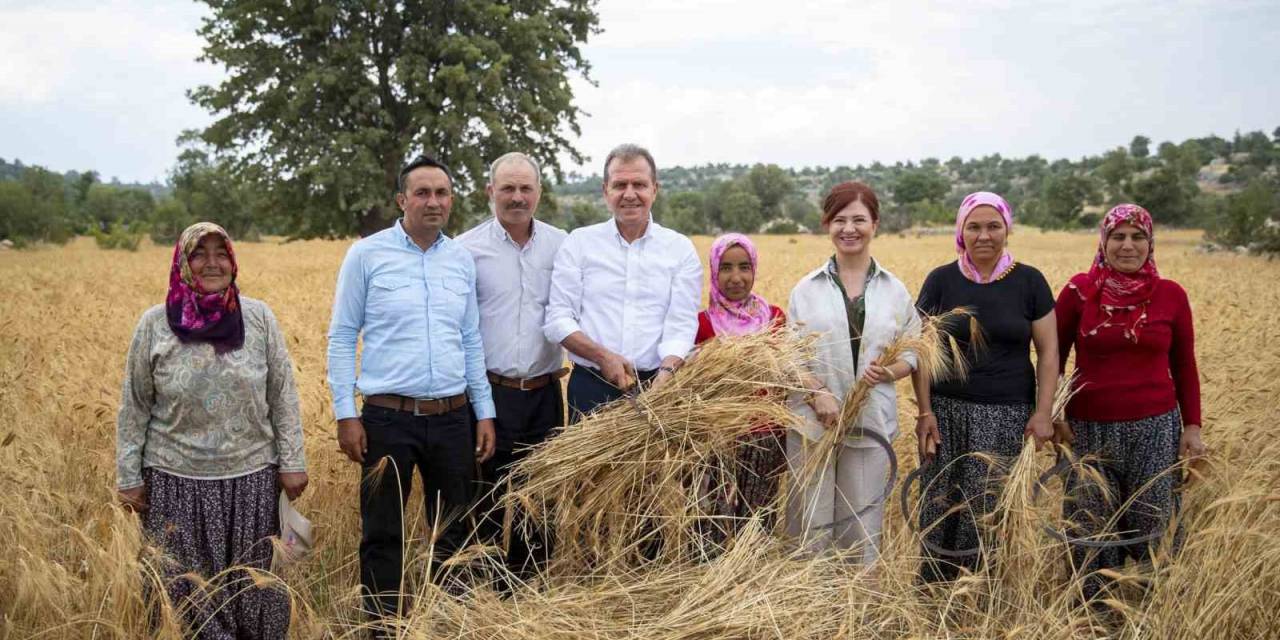 Silifke’de Atalık Sarı Buğday Hasadı Yapıldı