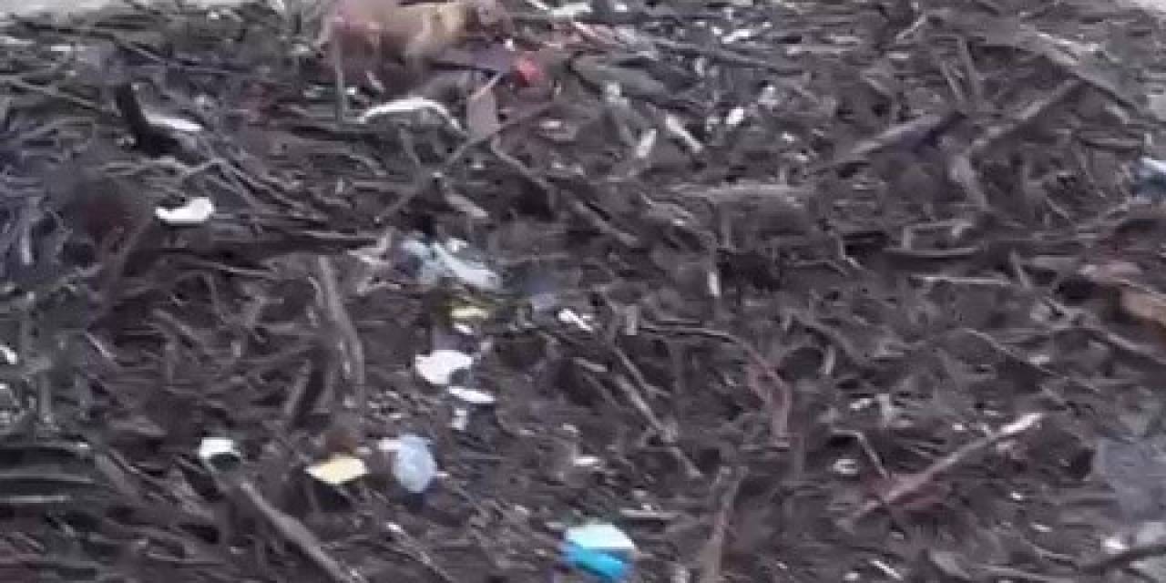 Melen Çayı’na Düşen Köpek, Odun Parçalarının Üstünde Sürüklendi