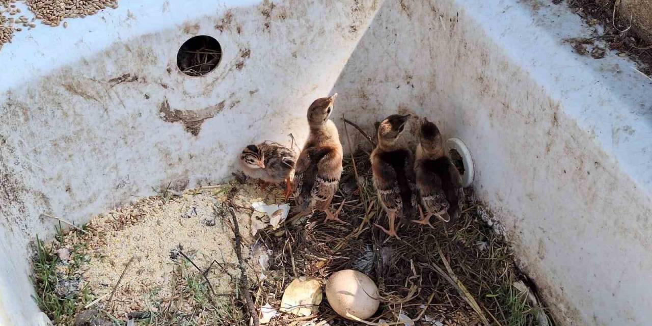 Çınarcık Dkmp’de 4 Tavus Kuşu Yavrusu Yumurtandan Çıktı