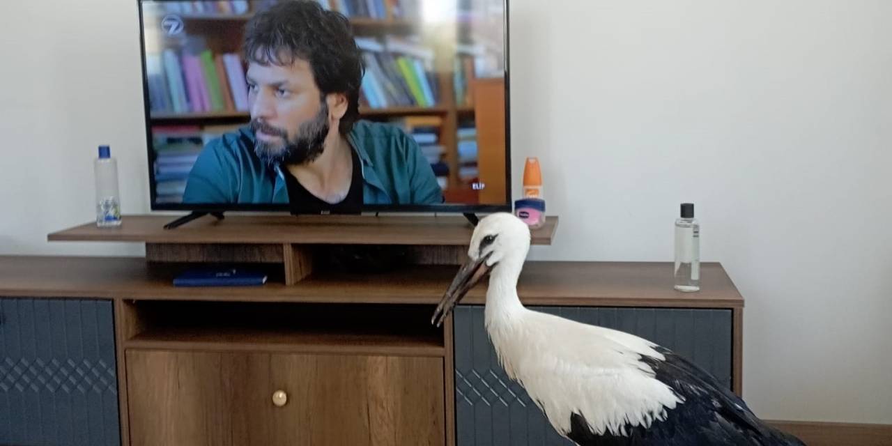 Yuvasından Düşen Leylek Elektrik Kesilerek Yerine Bırakıldı