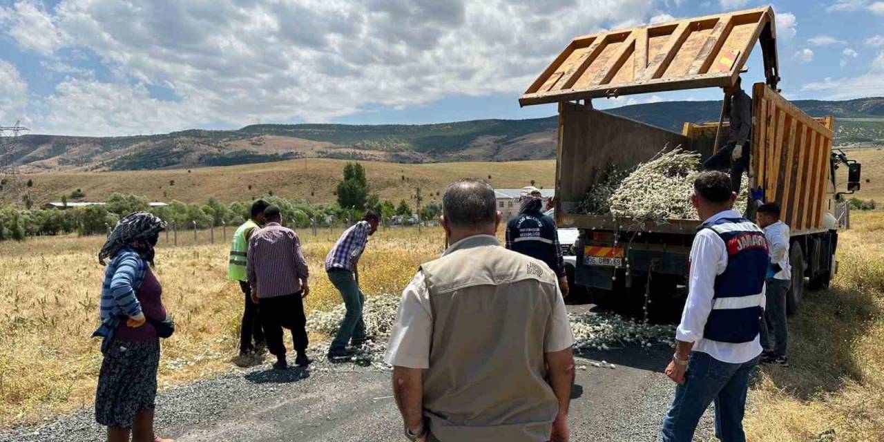 İzinsiz Pamuk Dikeni Toplayan Şahsa 244 Bin Lira Para Cezası