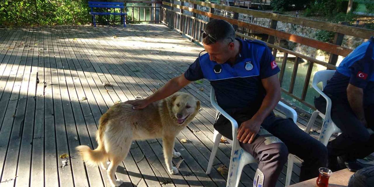 Sıcaklık Arttı, Belediyeden Anonslu Uyarı Geldi: "kapı Önüne Mama Ve Su Koyun"