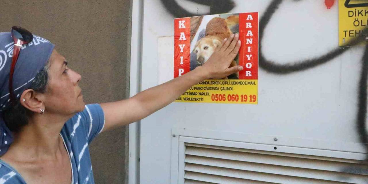 Enkaza Dönen Kentte Kaybolan Köpeğini Arıyor, Bulana Ödül Var