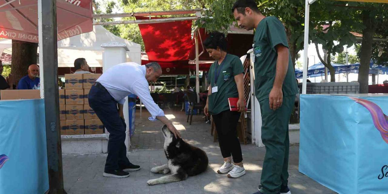 Büyükçekmece’de Sokak Hayvanlarının Sağlık Taraması Gerçekleşti