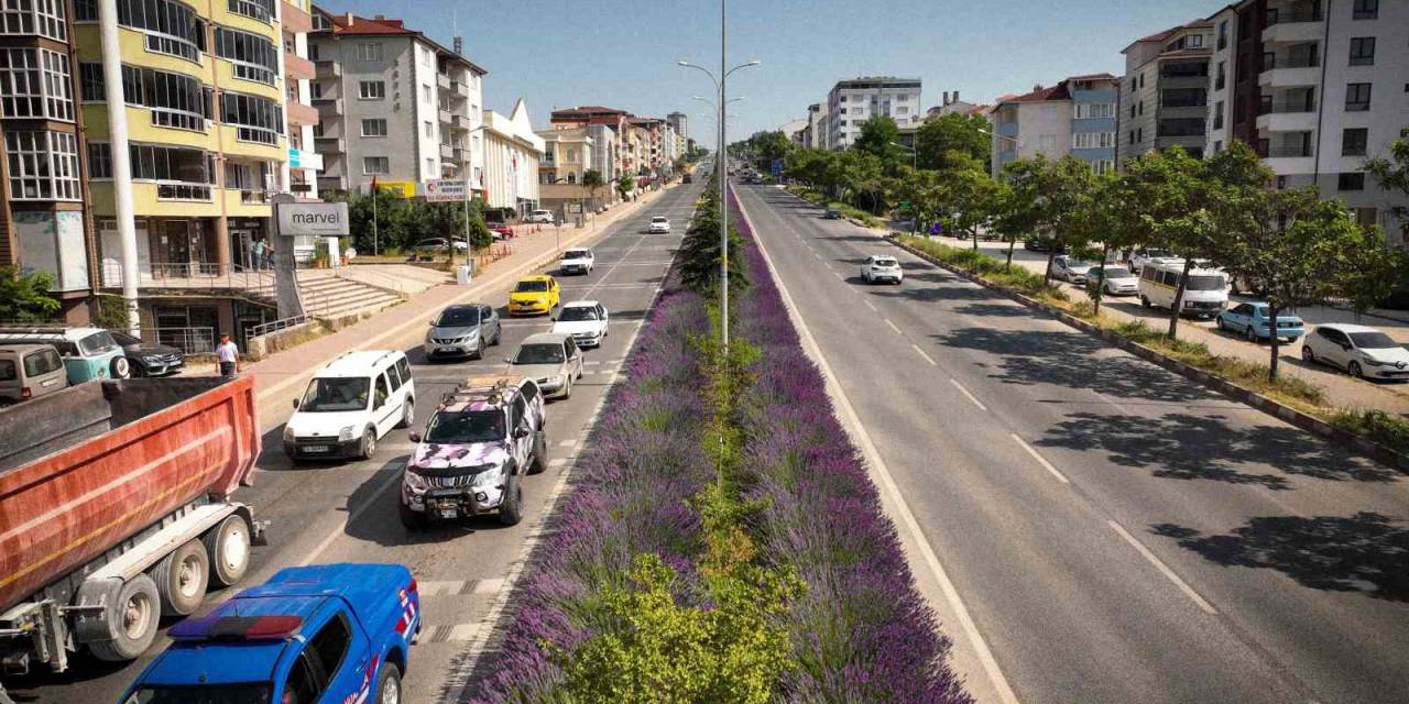 Orta Refüjde Açan Lavantalar Adeta Göz Kamaştırıyor