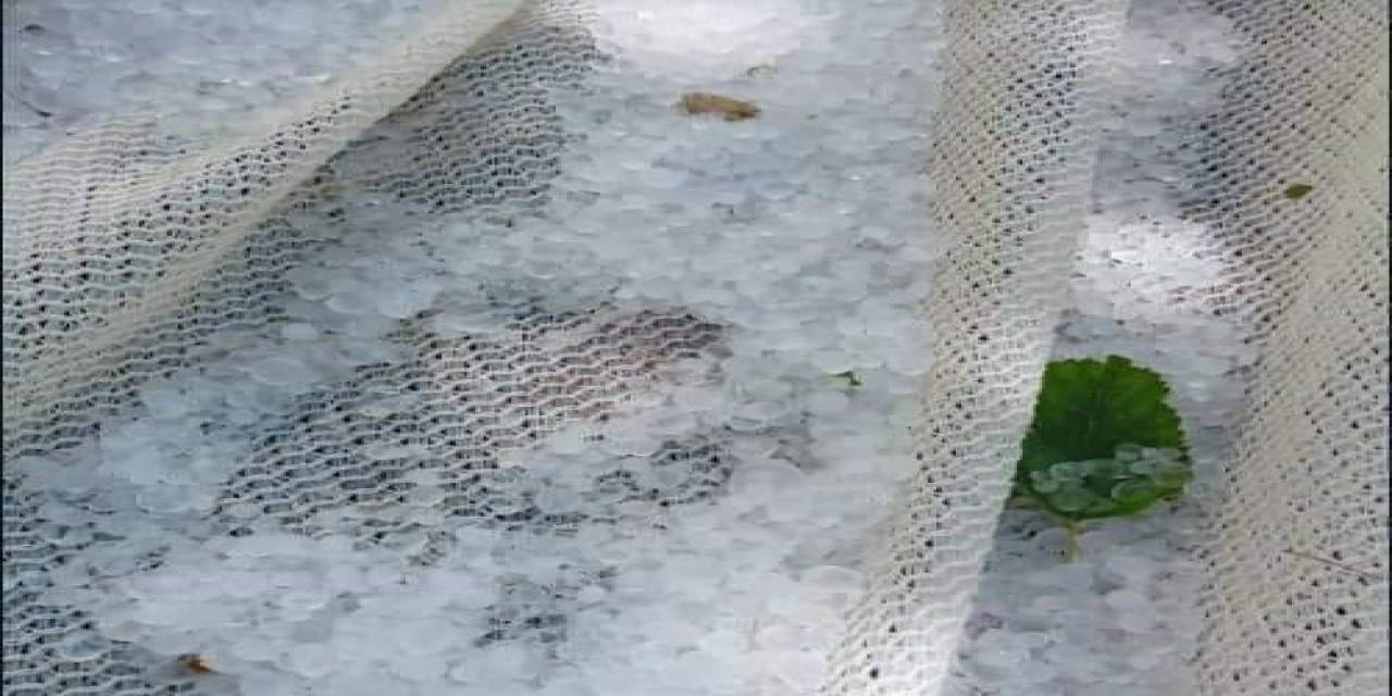 Türkiye’nin Dut Merkezini Dolu Vurdu